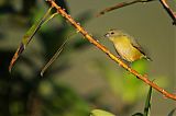 Orange-bellied Euphonia